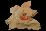 Soft-Bodied Fossil Aglaspid (Tremaglaspis) - Positive & Negative #179404-3